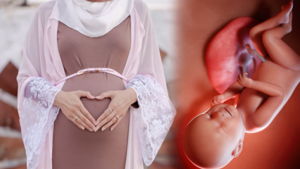 الصلوات التي يجب قراءتها من أجل الحفاظ على صحة الطفل أثناء الحمل وإحياء ذكريات رغبات الحسين