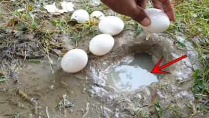 ظاهرة يوتيوب تصطاد سمكة بكسر بيضة في الماء! ها هي النتيجة المذهلة ...