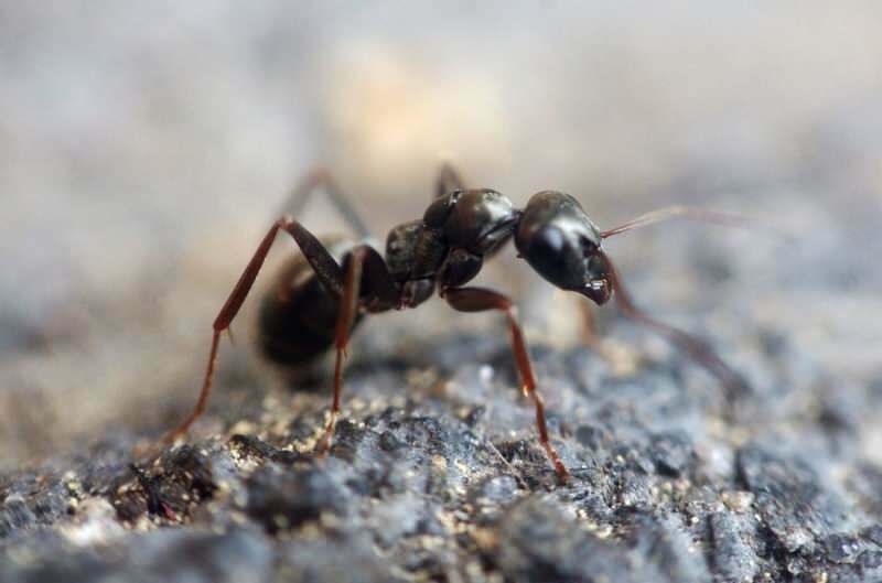 طريقة فعالة لازالة النمل بالمنزل! كيف يمكن تدمير النمل بدون قتل؟