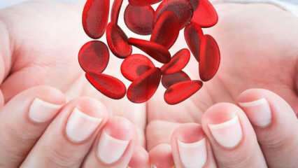 ما هو فقر الدم المتوسطي (الثلاسيميا)؟ ما هي أعراض فقر الدم المتوسطي؟ علاج فقر الدم في منطقة البحر الأبيض المتوسط