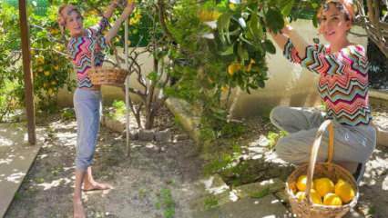 المغنية Tuğba Özerk تقطف الليمون من الشجرة في حديقتها الخاصة!