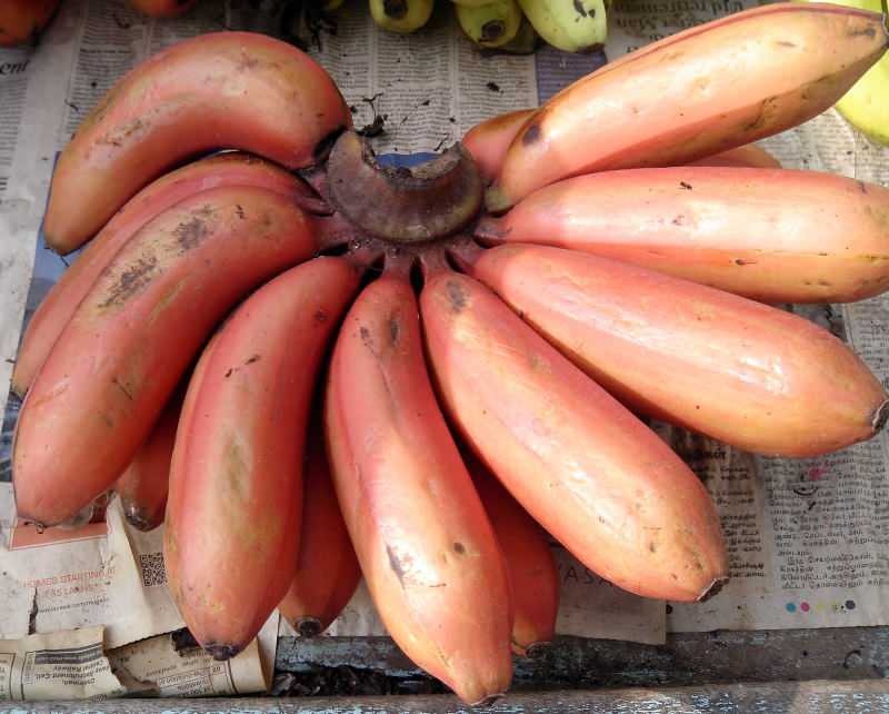 ما هي فوائد الموز الأحمر؟ كيف تأكل موزة حمراء؟ كيف يختلف عن الموز الأصفر؟