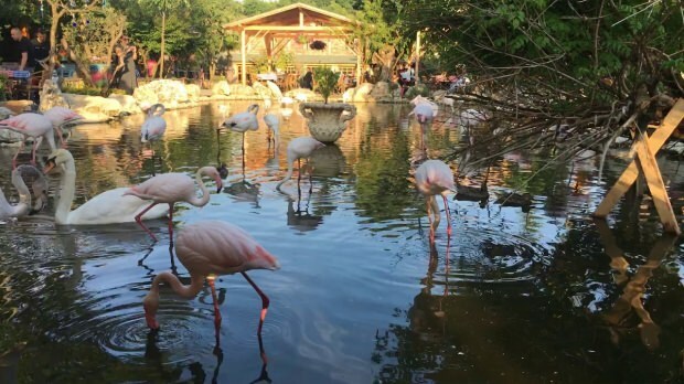 كيف تصل إلى Flamingoköy؟