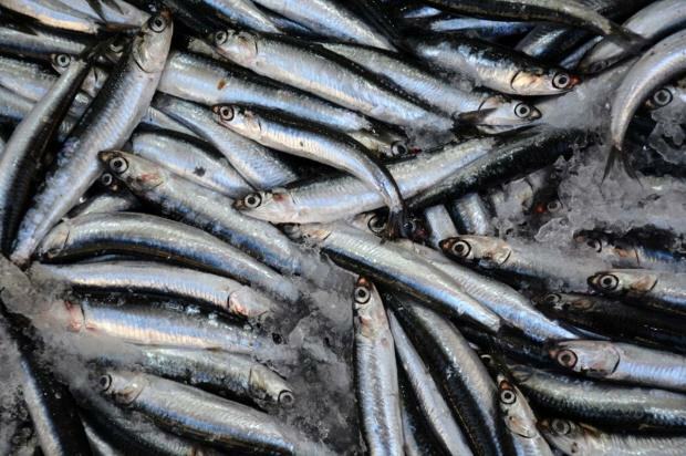 ما هي فوائد أسماك البونيتو ​​وما هي فوائده؟ أي الأسماك يجب أن تستهلك كيف؟