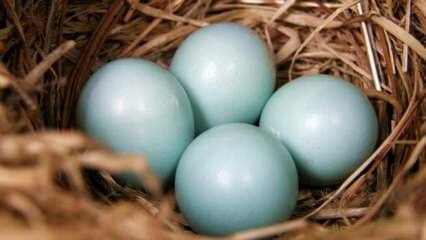 ما هي فوائد البيض الأخضر الأزرق؟