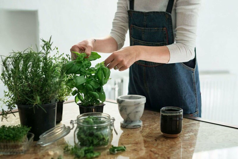 كيف تنمو نبتة في المنزل؟ 5 اقتراحات لمن يريدون زراعة النباتات في المنزل بوسائلهم الخاصة