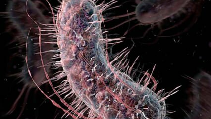 كيف تنتقل البكتيريا آكلة اللحوم؟ ما هي أعراض البكتريا الآكلة للحوم وهل لها علاج؟