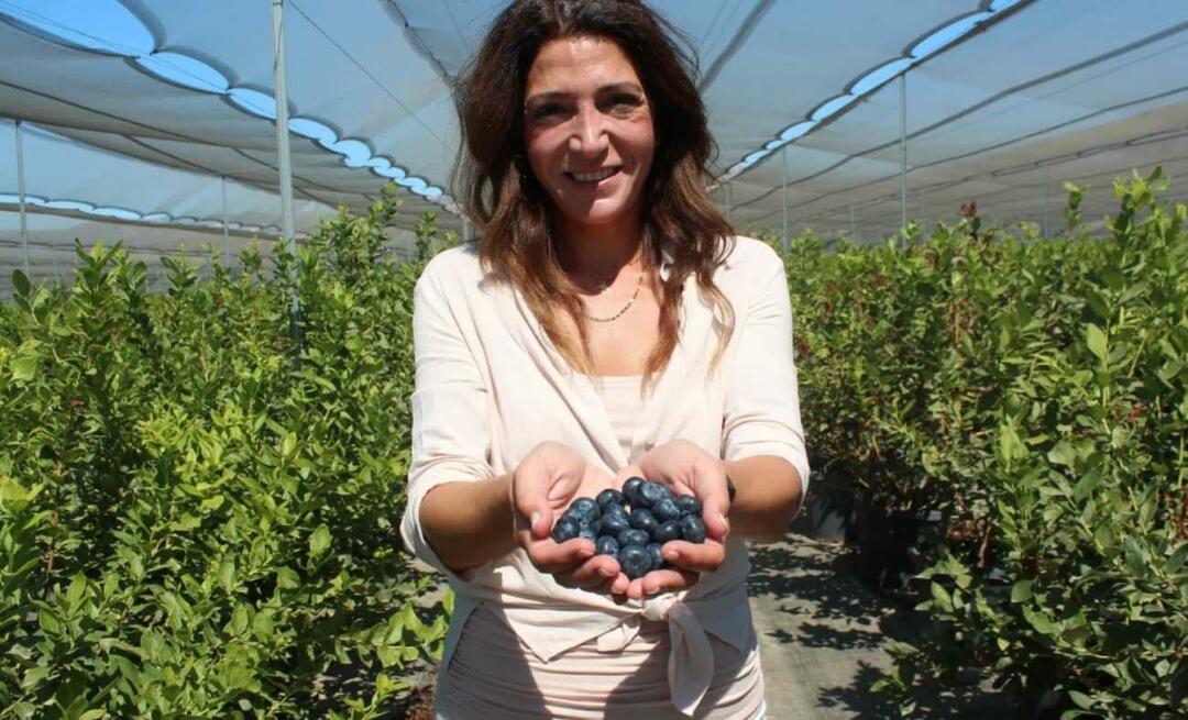 أصبح ثالث أكبر مزارع في تركيا من خلال زراعة التوت الأزرق!