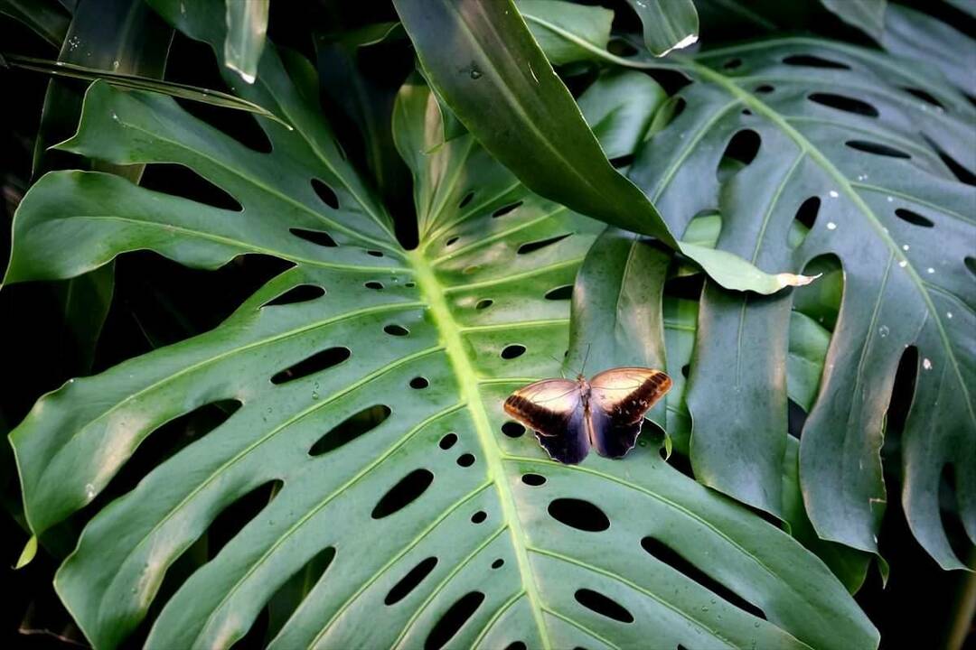 اهتمام كبير بحديقة الفراشات الاستوائية في قونية: 3 ملايين زائر خلال 8 سنوات