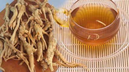 ما هي فوائد الجينسنغ؟ كيف يتم استهلاك الجينسنغ؟ ما فائدة شاي الجينسنغ؟
