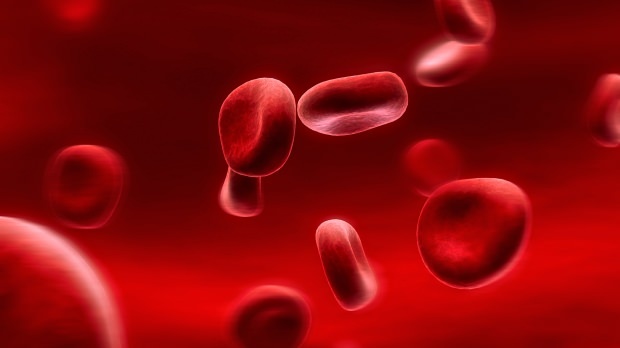 ما هو النظام الغذائي لفصيلة الدم؟ كيف يصنع؟