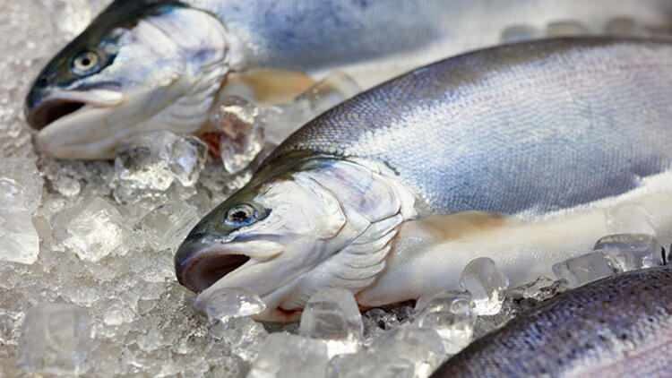 هل يتغير طعم السمك الذي يتم إلقاؤه في الثلاجة؟