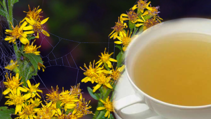 ما هي فوائد عشبة التنباساك؟ ماذا يفعل شاي التينباساك؟