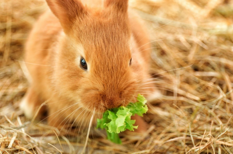 ماذا يأكل الأرنب؟ الأطعمة التي يحبها الأرنب