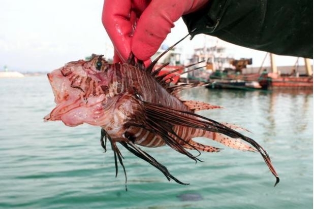 صيد الأسماك السامة في مرسين!
