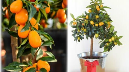 كيفية زراعة الكمكوات في وعاء زهور؟ رعاية Kumquat في المنزل