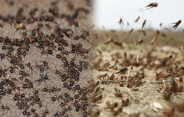 أين غزو النمل؟ تفشي النمل بعد الإصابة بالجندب