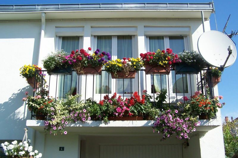اقتراحات تزيين الشرفة لأشهر الربيع! زهور تحمل أسماء الربيع