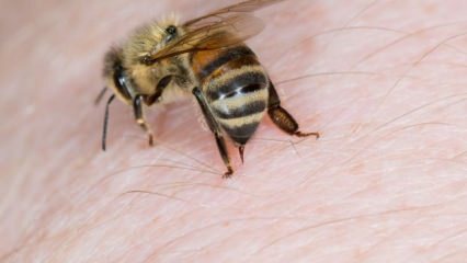 ما هي حساسية النحل وما هي الأعراض؟ طرق طبيعية جيدة لسعات النحل