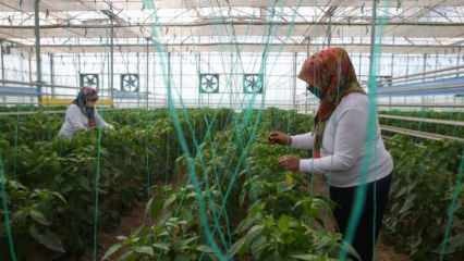 إنتاج البذور المحلي والوطني من TIGEM بقوة المرأة