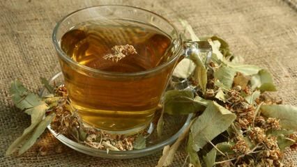 ما هي فوائد الزيزفون؟ ما هي الأمراض الجيدة؟ كيف تصنع شاي الزيزفون؟